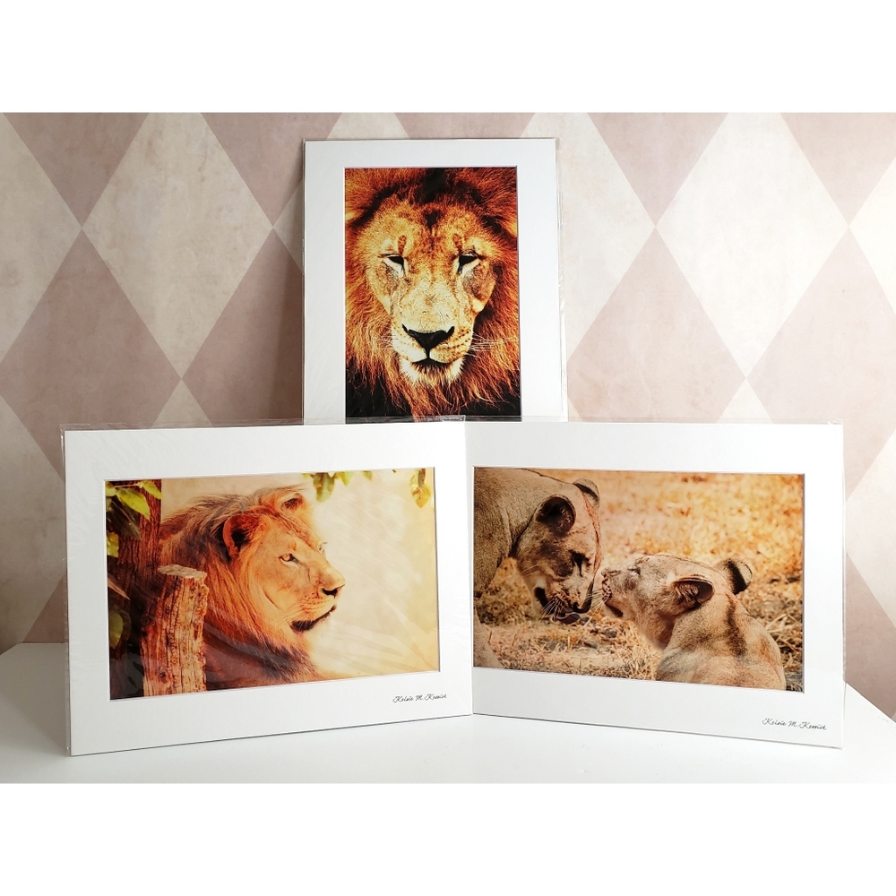 Lion Photography Prints